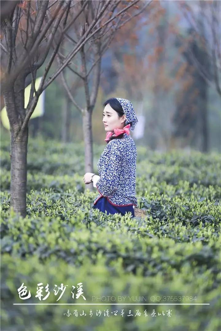 在沙溪乡的樱花园里,采茶和美女更般配哟!