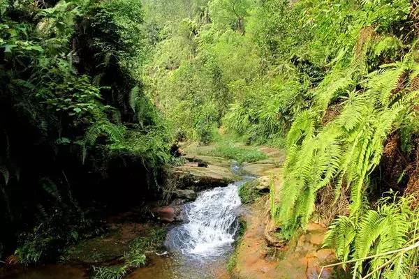 文光塔,青山岭森林公园,五条沟 伴手礼:巧媳妇大米,美乐香辣酱,富顺