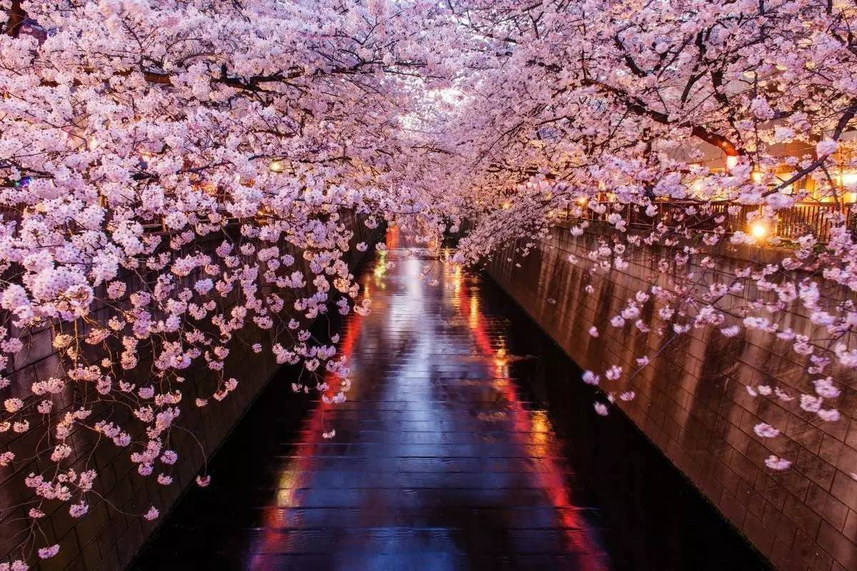 2023目黑川游玩攻略,【景色】这个樱花季，就带大...【去哪儿攻略】