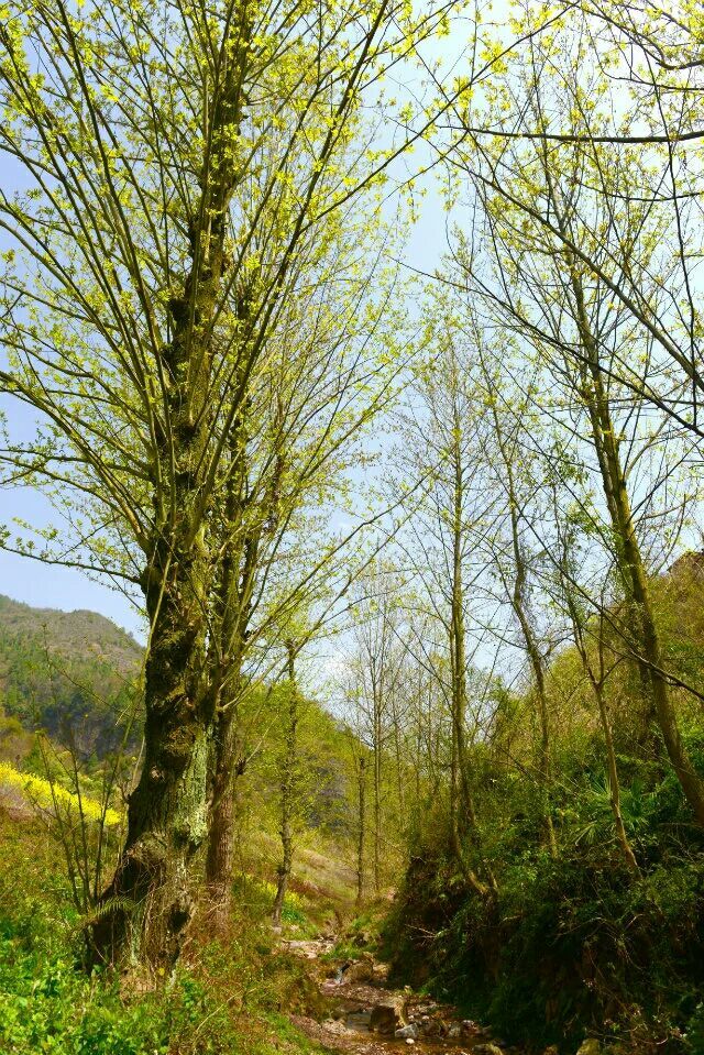 依河而生的麻柳树沿毛家河沟两岸排列,静静守护着复兴寺山门.