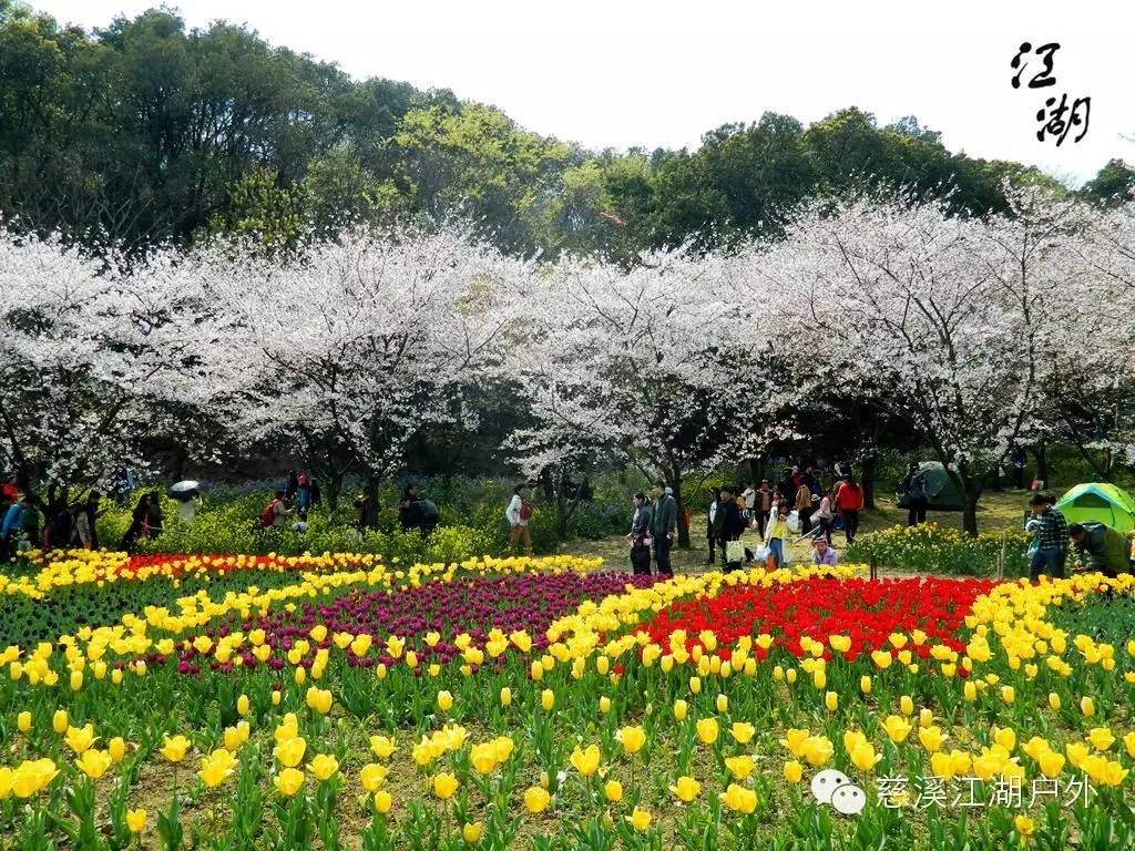 【活动回顾】童话世界,花的海洋——苏州上方山百花节