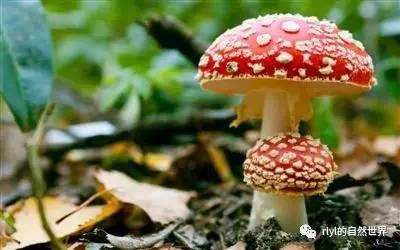 1,毒蝇伞(学名:amanita muscaria,又称毒蝇鹅膏菌,蛤蟆菌.