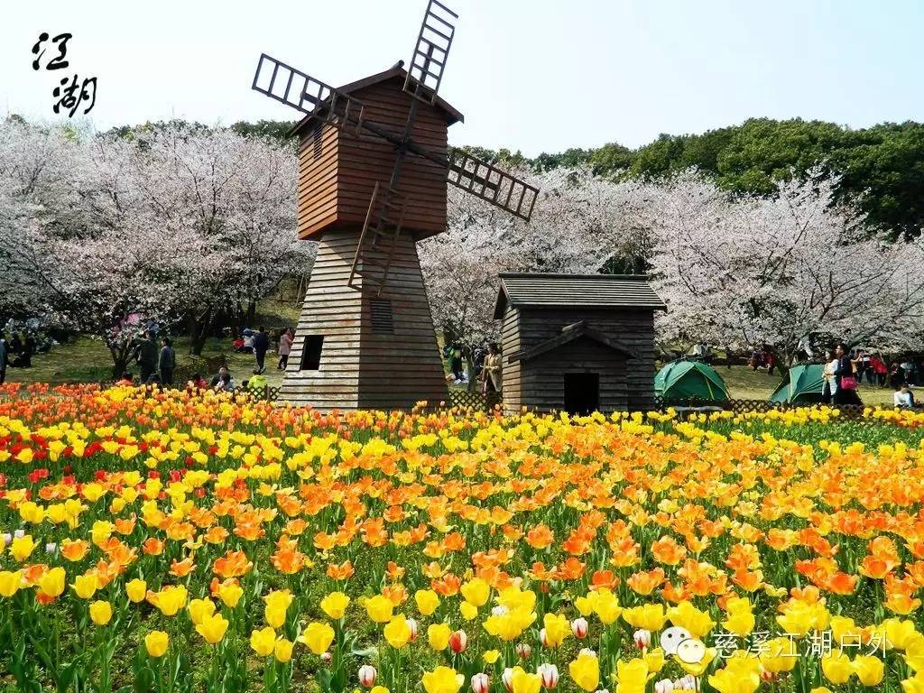 【活动回顾】童话世界,花的海洋——苏州上方山百花节