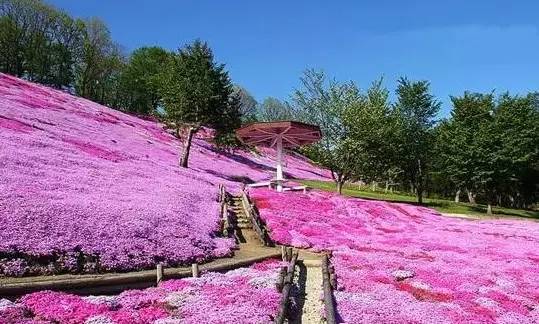 日本的芝樱花海很美其实它有个更美的故事