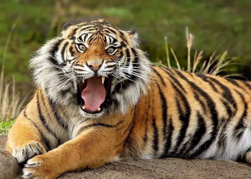 印象中的老虎总是又大又凶猛的