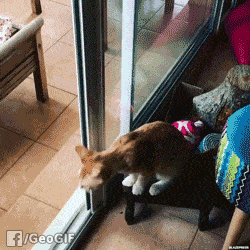 【爆笑】每日一笑, 这只猫一定撞到过玻璃门!