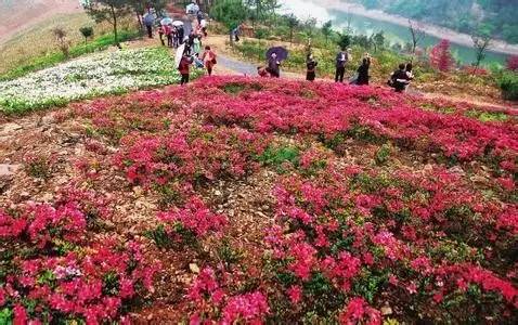 赏完茶花又看桃花的金华人是时候看看杜鹃花啦!