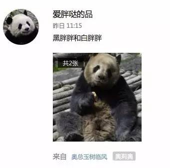 在我们熊猫派上,总能见到煤矿总裁奥莉奥的挖煤照 那为什么不给熊猫