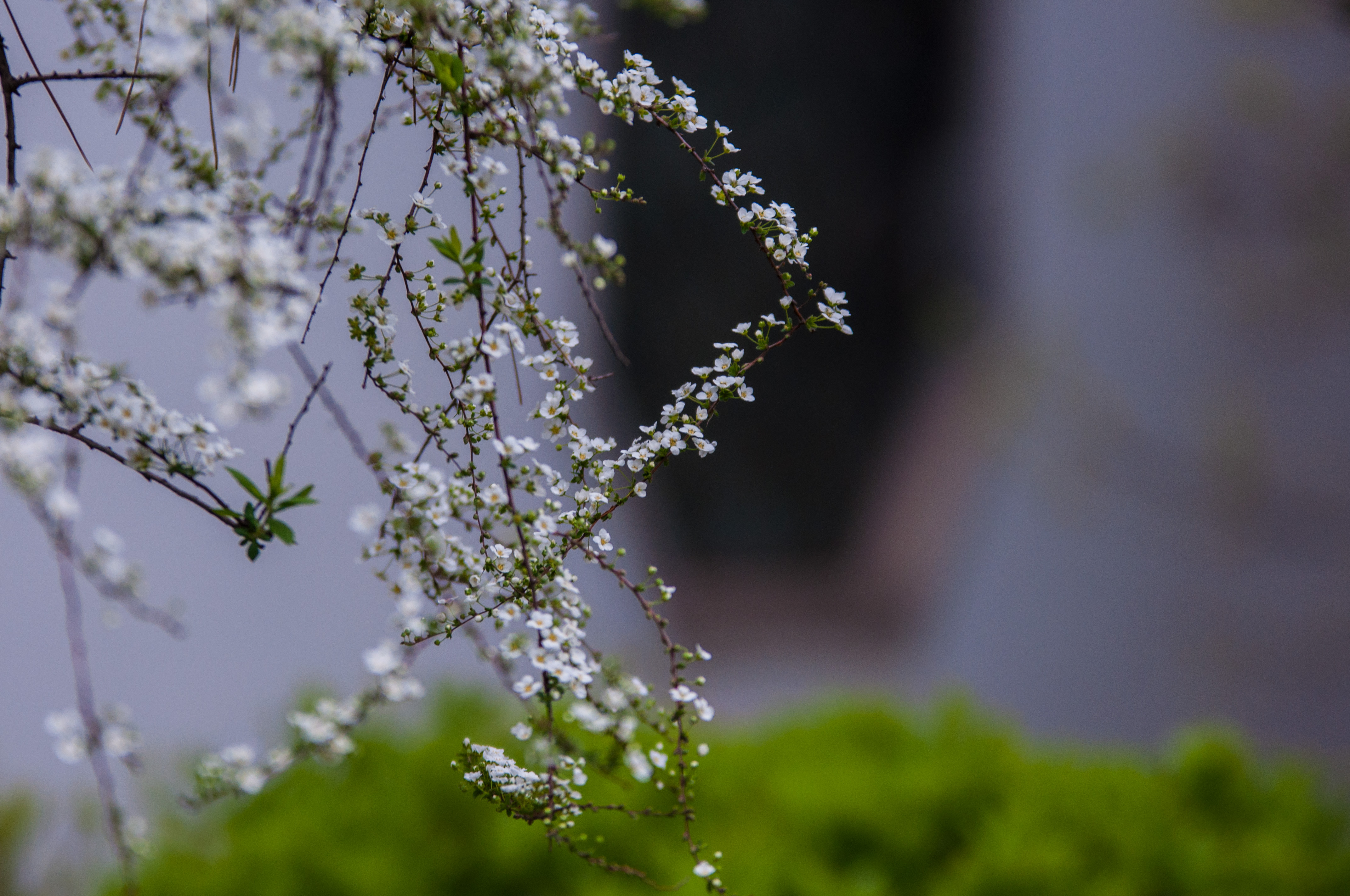 金陵花事—莫愁湖公园雪柳,花开正当时!