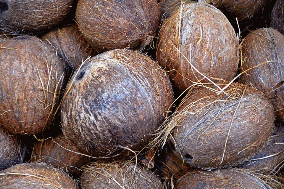 为了保鲜建议购买完整带皮的 椰子去皮去壳就是 毛椰子 成熟的椰子