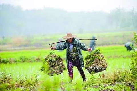 大水田有多少人口_水田植物有哪些