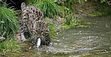 渔猫是一种非常珍稀的猫科动物,然而它一开口.