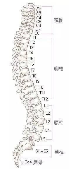 例:颈椎 1c