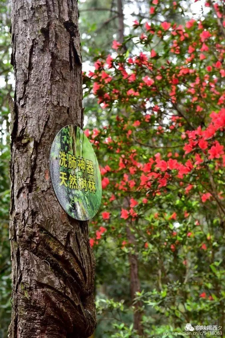 龙山绿谷的沿途随时可以看到山路两侧的山岗上,峡谷里野生杜鹃花一