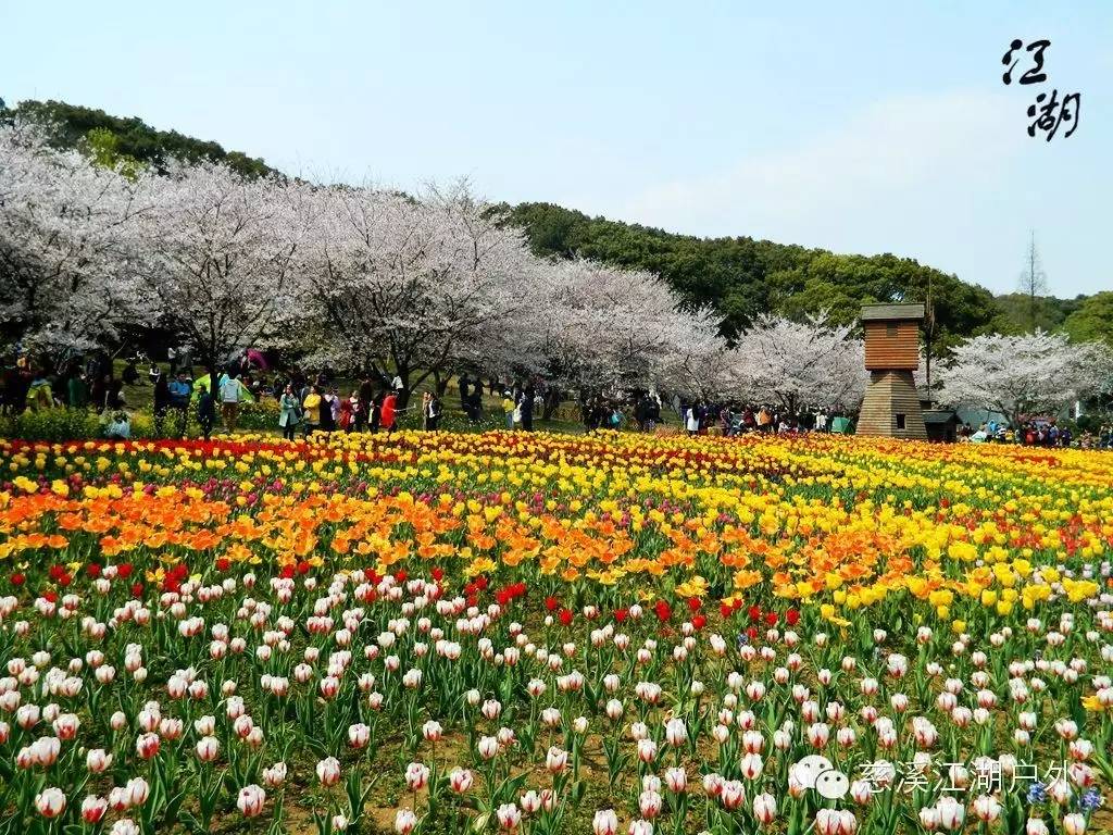 【活动回顾】童话世界,花的海洋——苏州上方山百花节