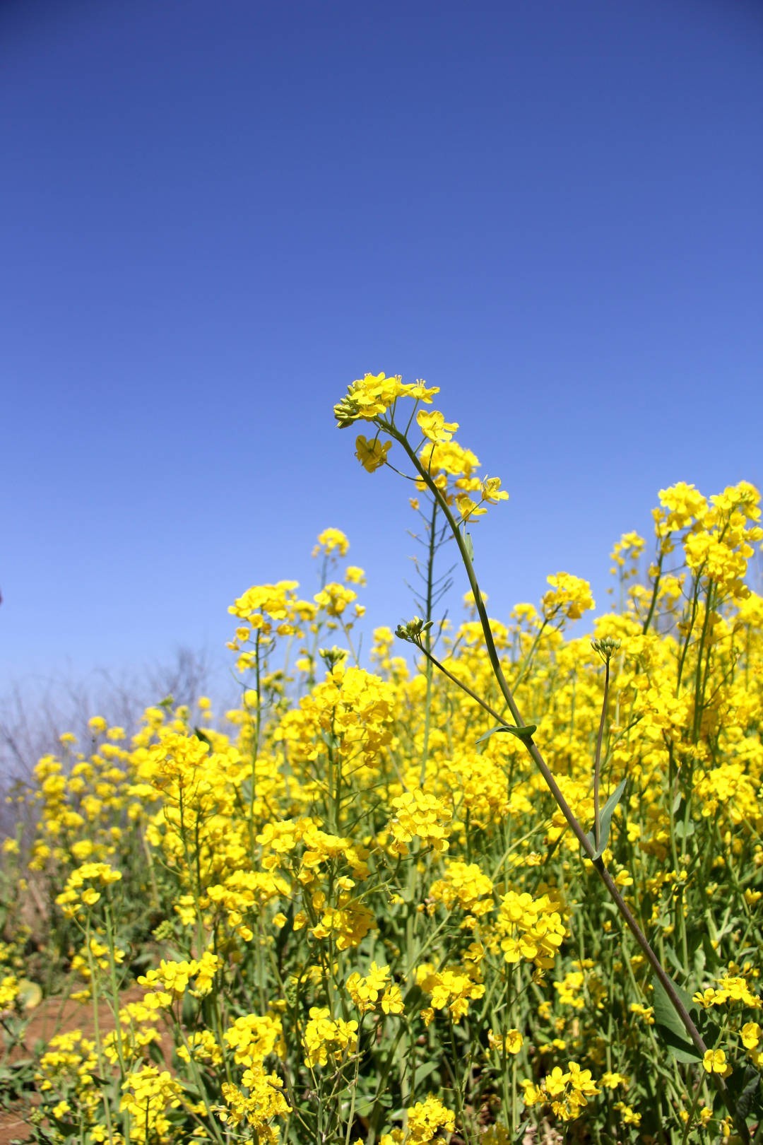 爱上周至 | 4月1日,旗袍秀,水袖舞相约最美油菜花海