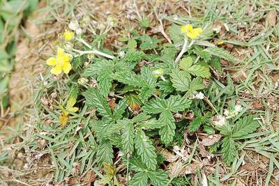 农村随处可见的翻白草是是治疗糖尿病的良药