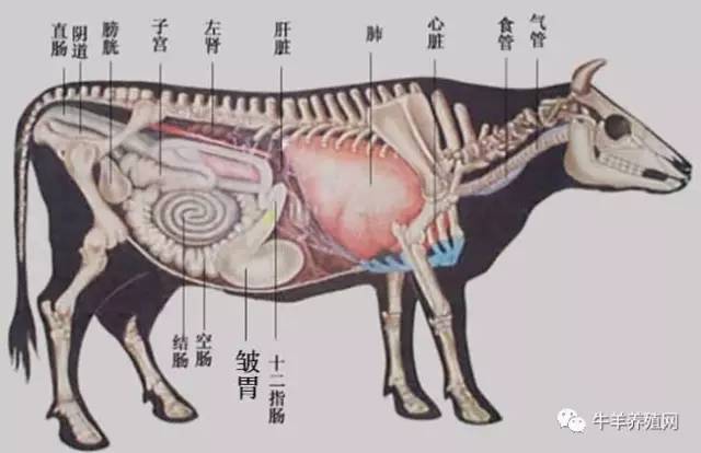 你知道牛几个胃吗?