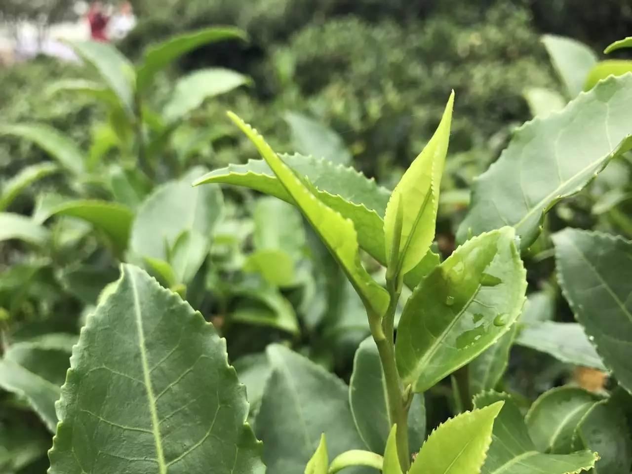 十年笔架茶,制茶工艺还拟申请为市级非遗项目