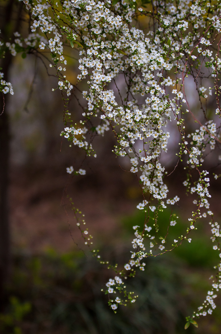 金陵花事莫愁湖公园雪柳花开正当时