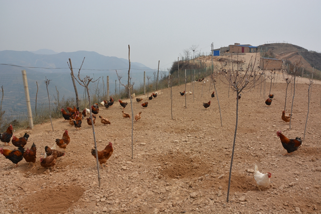 富平乔山绿草地生态养殖基地成为精准扶贫实践基地