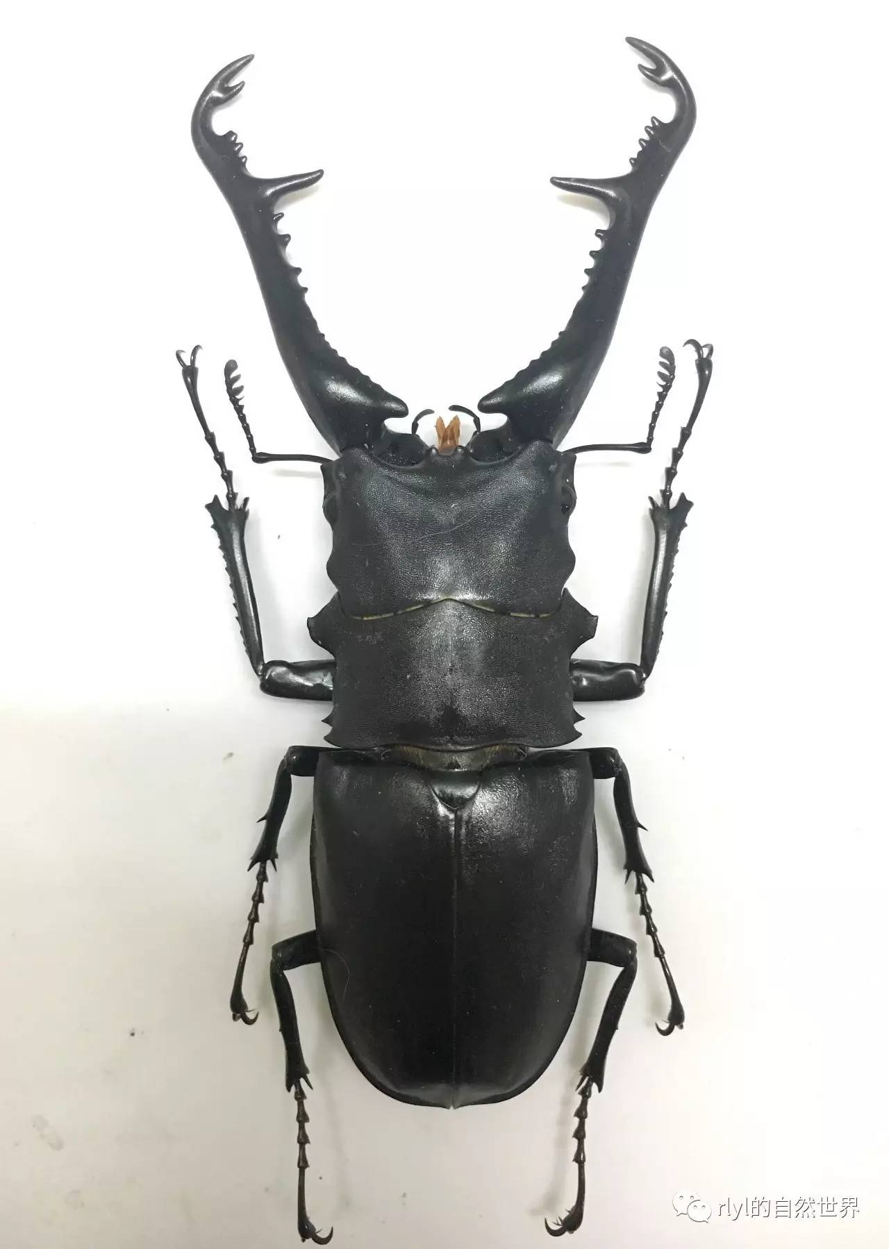 甲虫迷兜锹之美