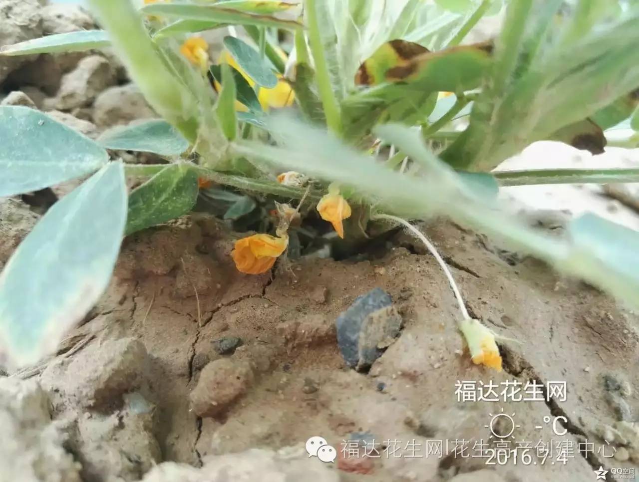 覆膜花生下针时薄膜是否处理?花生成果比例低又是为何