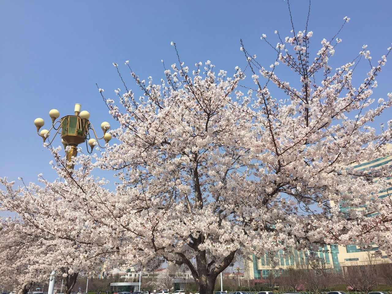 潍坊樱花儿开,粉饰了广场和街道,温暖了流动的人群.