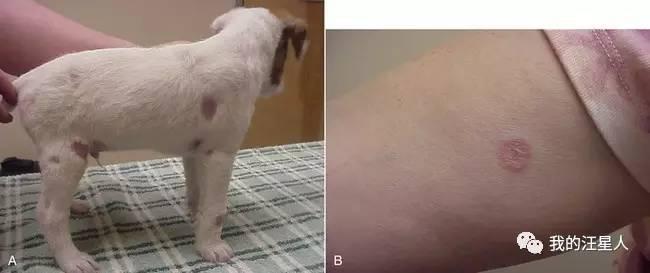 b图是人感染犬小孢子菌后的症状) 狗狗真菌皮肤病的治疗过程一般需要1