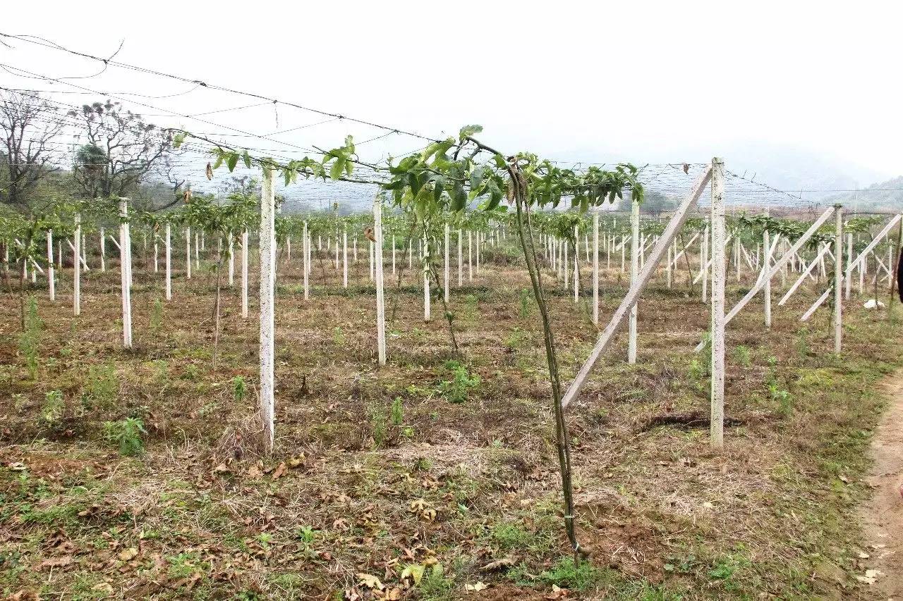 转溪村百香果种植基地