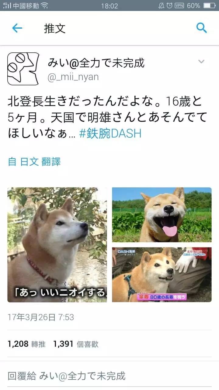 日本16岁超萌表情包柴犬北登逝世!哀悼,祝愿走好!