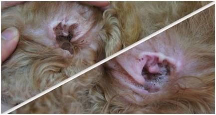 耳垢是指蓄积在宠物狗狗的 外耳道中的尘埃及脱落的被毛和表皮等异物.