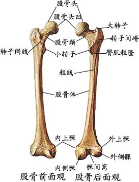 全身骨骼解剖图
