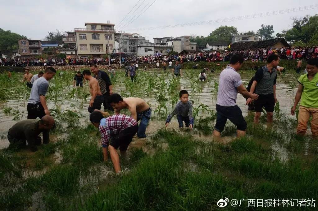 桂林大塘镇有多少人口_桂林每个区人口图片