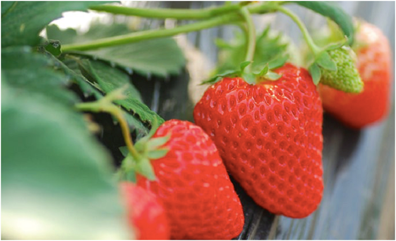 由于草莓的产地不同,口味也是千差万别,让我们回顾一下草莓各个产区的