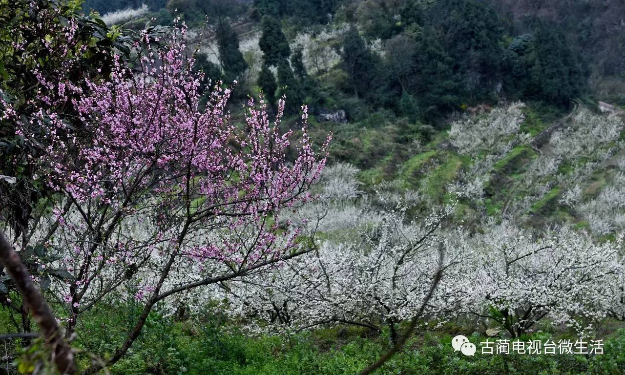 桃李花开