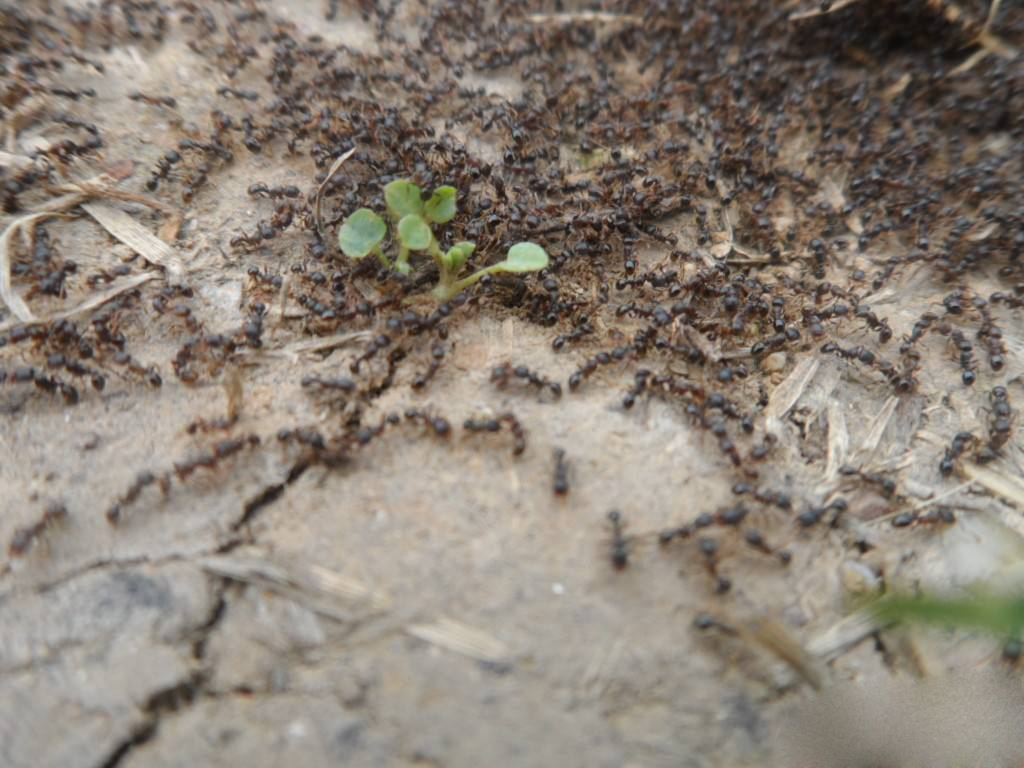 2,蚂蚁搬家蛇过道,明日必有大雨到 解释:看到蚂蚁搬家或者蛇到处爬