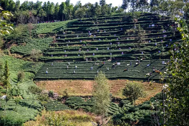 霍山县乡镇gdp_岘春园 茶谷概况 六安茶谷网