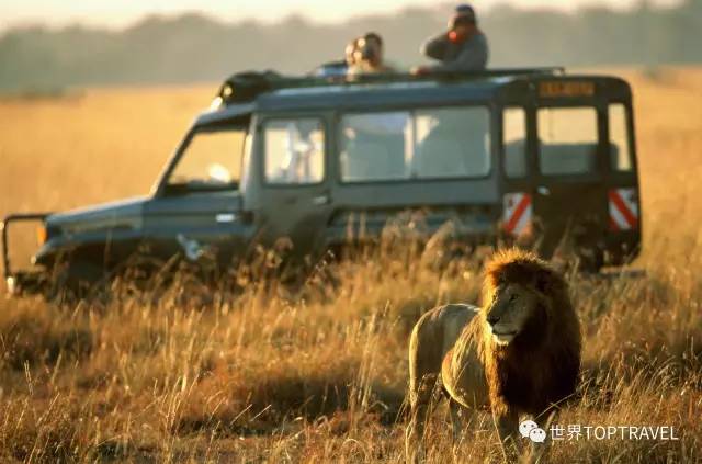 狂野非洲 生命赞歌︱肯尼亚大迁徙10日精致之