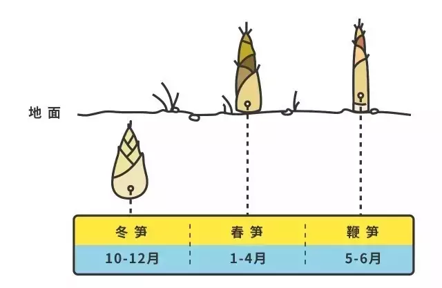 春笋春笋，过了这春就没这笋了！