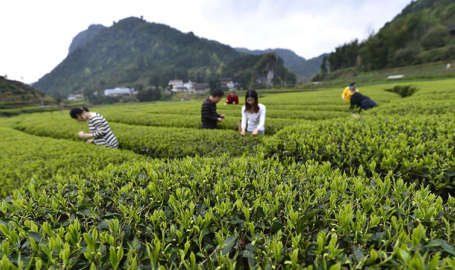 不采茶怎么算"踏青?肯定过了假清明节!贵州10条最美茶园路线带你去!