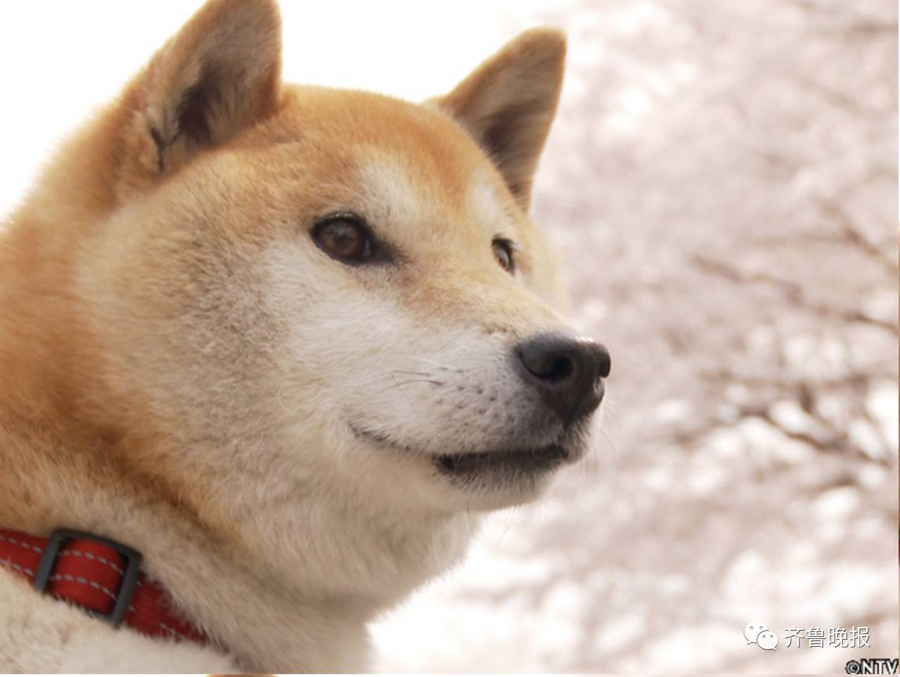 作为最有名的柴犬之一,北登也留下了很多影像记录还曾出演过日本的