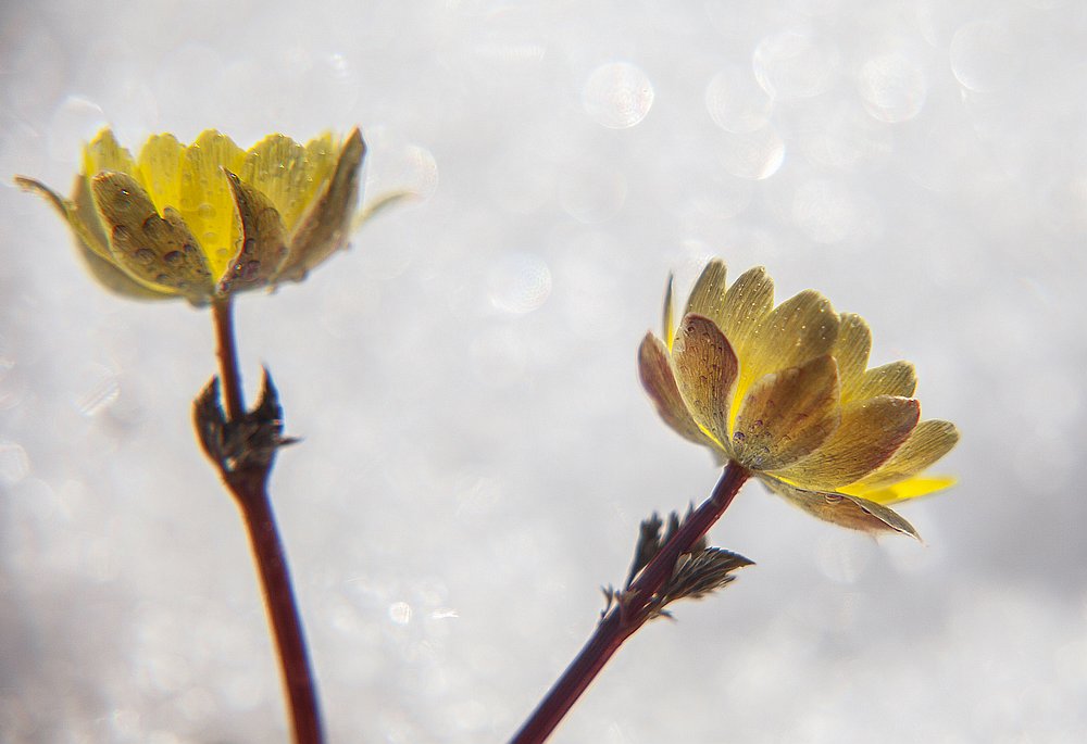 三月,冰凌花雪中艳丽