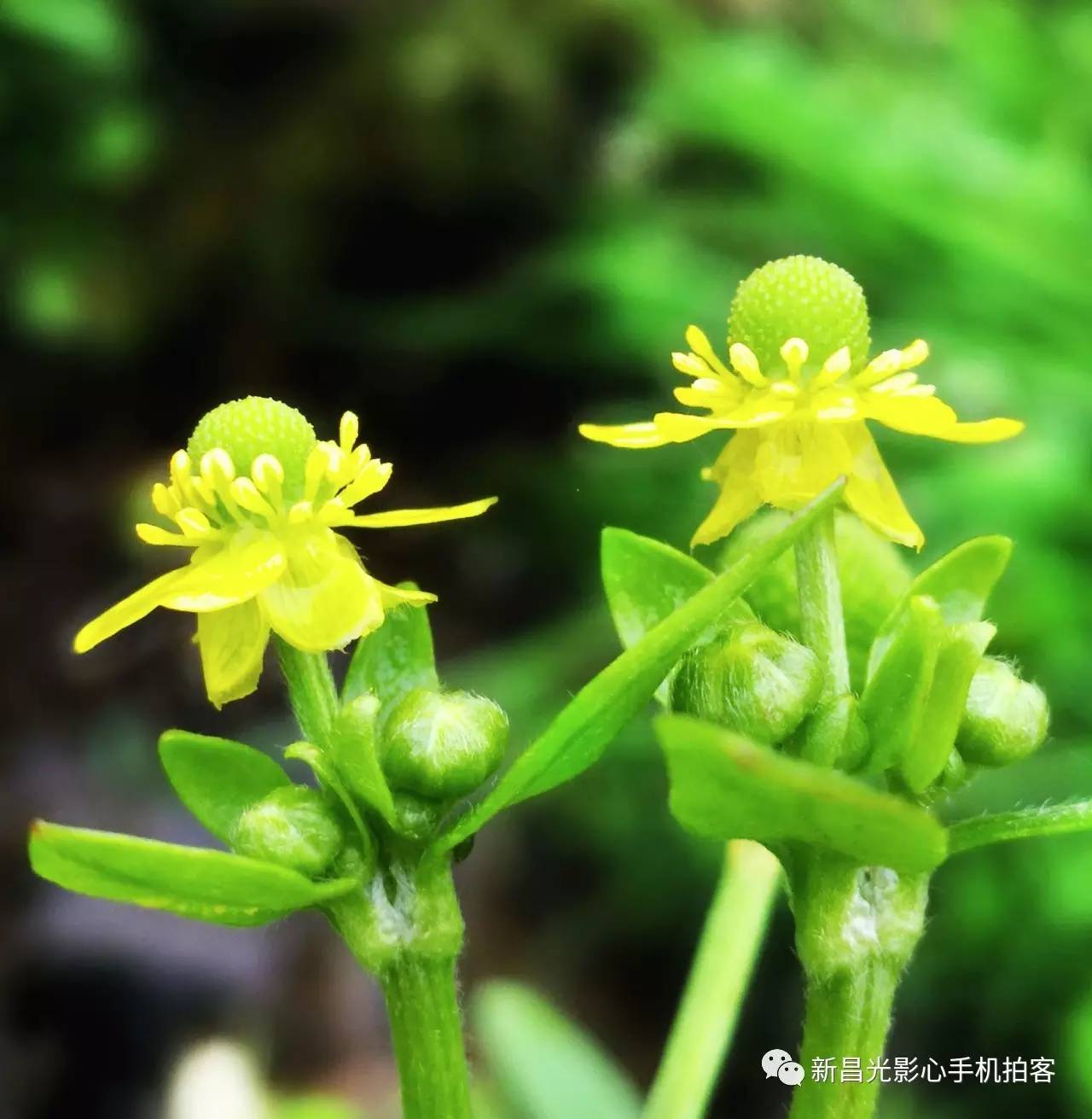 《春天的花草虫露-新昌光影心手机拍客优秀作品展示特刊