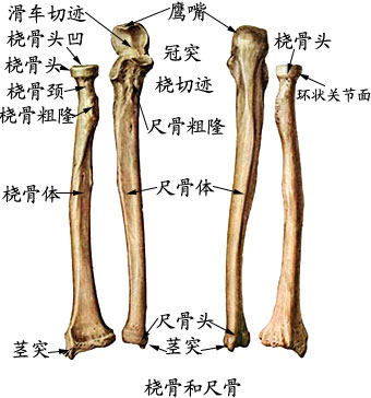 全身骨骼解剖图