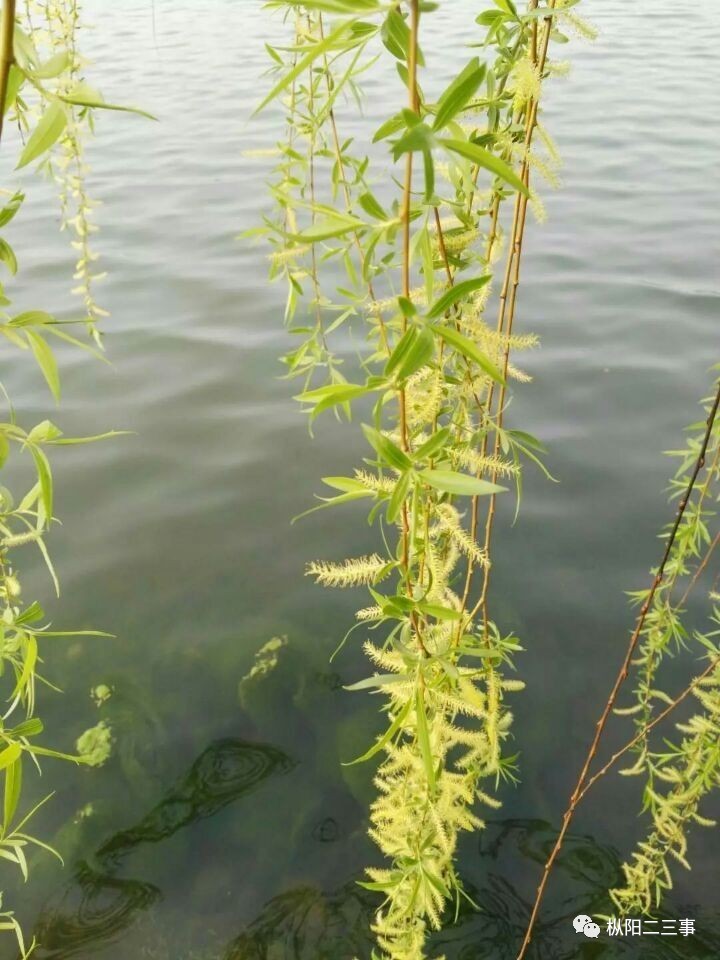 枞阳县有多少人口_90后执勤女交警 一天喝十瓶矿泉水