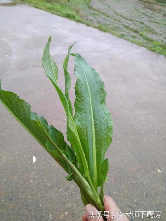 采点野菠菜招待客人,客人居然说我太有诚意了