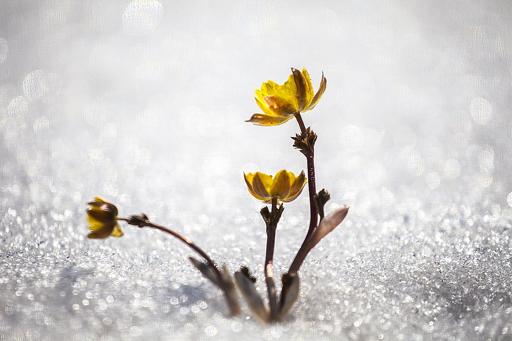 三月,冰凌花雪中艳丽