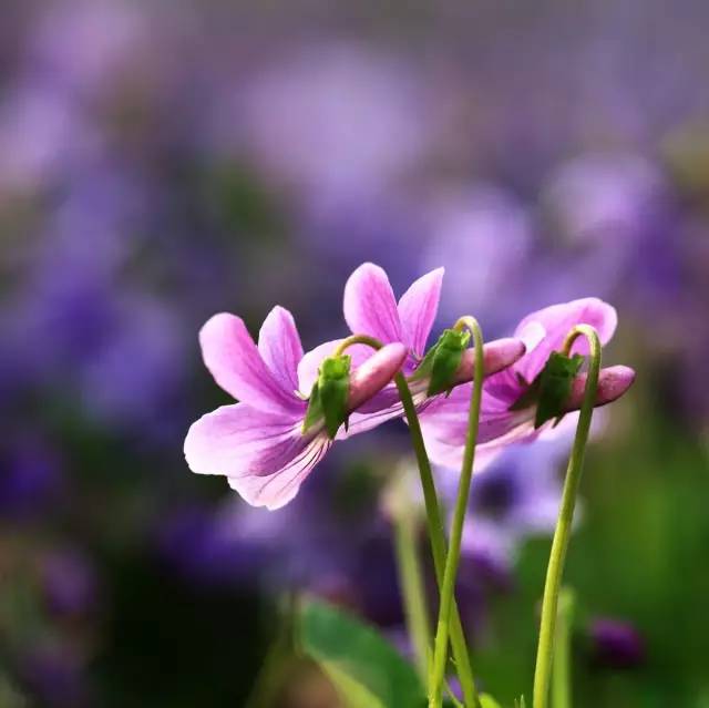 花现每一天【紫花地丁】