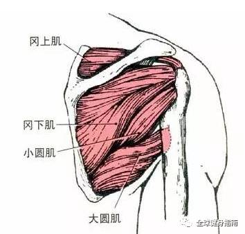 三角肌的下方就是大圆肌 大圆肌位于小圆肌的下侧 其下缘为背阔肌上